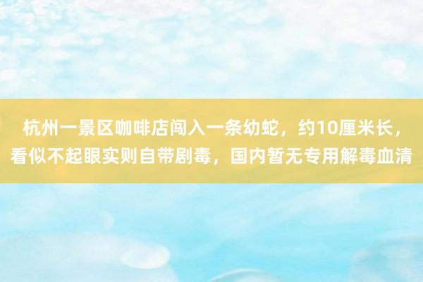 杭州一景区咖啡店闯入一条幼蛇，约10厘米长，看似不起眼实则自带剧毒，国内暂无专用解毒血清